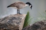 Z8A_1277WWParkGoose1.jpg