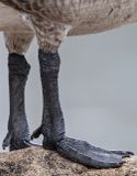 Z8A_1277WWParkGooseCropVert100FeetB1.jpg