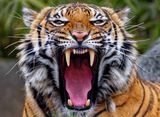Z8A_4177_DxOZooTigerCropA1.jpg