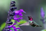 Z8A_7856_DxOHummingbirdBkYrdCropA1.jpg