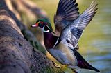 Z8A_3243_DxOWoodDuckCropA1.jpg
