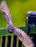 Z8A_7732_DxOBkYrdBirdCroB1V.jpg