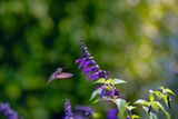Z8B_0947_DxOPlenaHummer1.jpg
