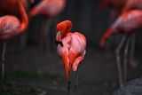 Z8A_0608Flamingo1.jpg