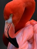 Z8A_0608Flamingo75Crop1.jpg