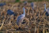 Z8A_6317_DxOSandHillMerced1.jpg
