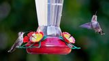 Z8B_0166_DxOHummingbirdaCropA1.jpg