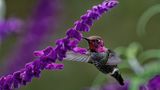 Z8D_0109_DxOHummingbird1CropA169.jpg
