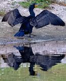 Z8D_4654_DxOCormorantCropA1.jpg
