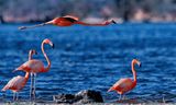 Z8D_7996_DxOBonaireFlamingosCropA1.jpg