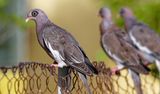 Z8D_6564_DxOBonaireBareEyedPigeonCropA1.jpg