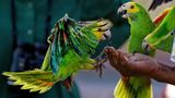 Z8D_8413_DxOBonaireParrots169CropC1.jpg