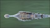 _GP28517-CR3.jpg