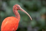 Ibis rouge 10