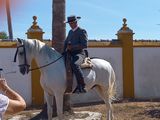 welcome from stallion and rider