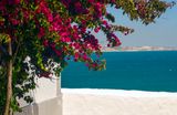 Bougainvillea by the seaside in Portugal.
