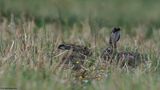 Lebre_Lepus granatensis_EM-97885.jpg