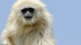 Macaco_EM-0060515.jpg