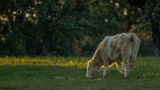 Bos taurus EM-0061839.jpg