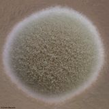 IPS_EM-174809.jpg