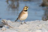 Strandleeuwerik - Horned Lark - Eremophila alpestris
