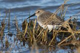 Bonte strandloper - Dunlin - Calidris alpina