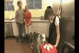 Dog PTSD ViETNAM FLASHBACKS GIF G6ZQn5.gif