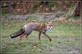 _MG_6227.jpg