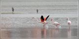 _MG_7484.jpg