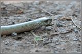 _MG_5303.jpg