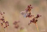 _MG_7500.jpg