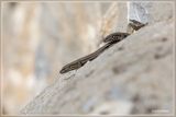 _MG_2062.jpg