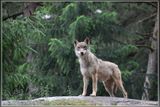 _MG_2983.jpg