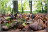 _MG_8622.jpg