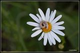 _MG_9154.jpg