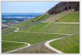 In the Vineyards above Iphofen ...