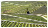 Vineyards ...