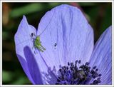 Blue anemone with a guest ...