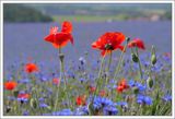 Corn Flower Field