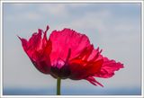Poppy
