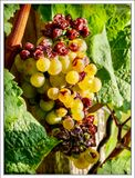 Ripe for a Sweet Vine! 