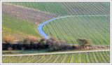 Early Spring in the Vineyards ...
