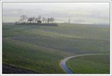 Early Spring in the Vineyards ...