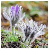 Pasque Flowers ...