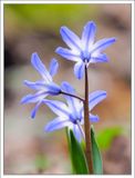Blaustern - Squill
