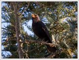 Blackbird Singing its Good Night Song 