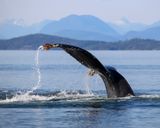 Humpback Whale