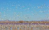 Snow Geese and Sandhill Cranes