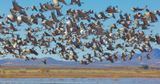 Siege of Sandhill Cranes