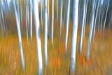 Autumn Slips By